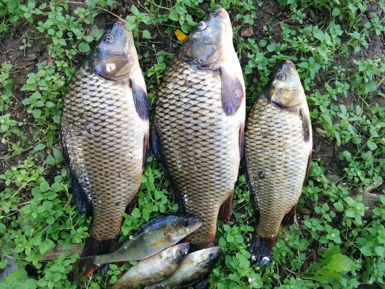 Карп (Cyprinus Carpio). Сазан сазан. Сазан Речной. Сазан Озерный. Улов 5 букв