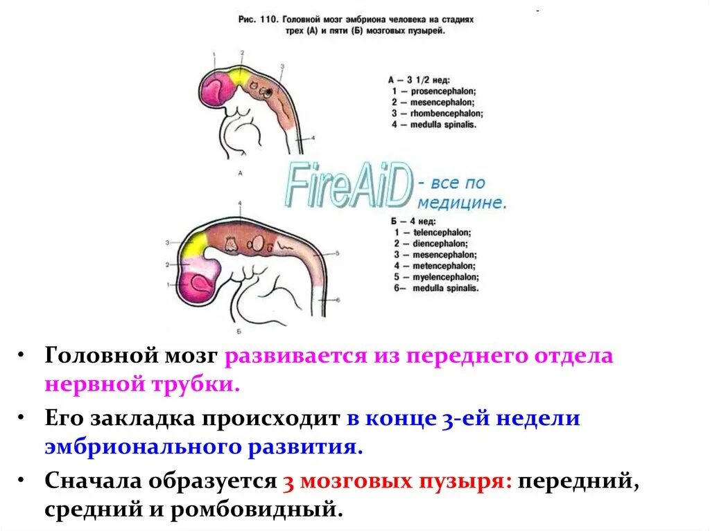 Головной мозг из трех отделов реберное дыхание. Стадия пяти мозговых пузырей. Эмбриональное развитие головного мозга. Стадия 3 мозговых пузырей. Продолговатый мозг развивается из мозгового пузыря.