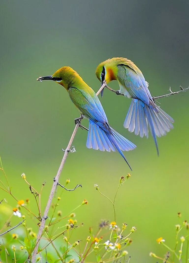 Kind birds. Красивые птички. Природа птицы. Яркие птицы. Разноцветные птички.
