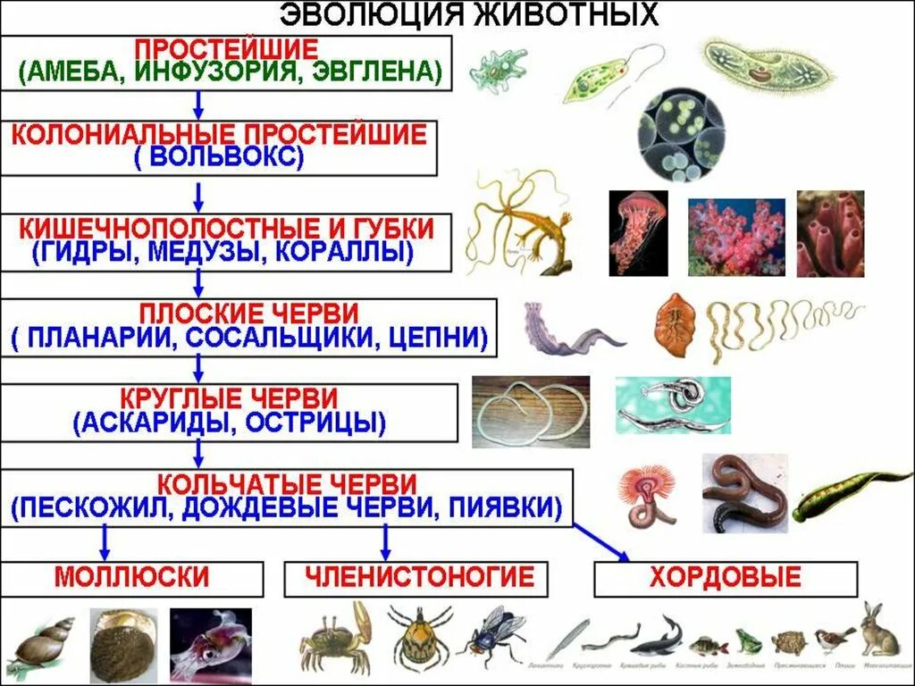 Последовательность появления групп червей