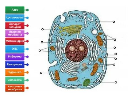 Сперматозоидтарды түкіру үшін дұрыс орын қай жерде?
