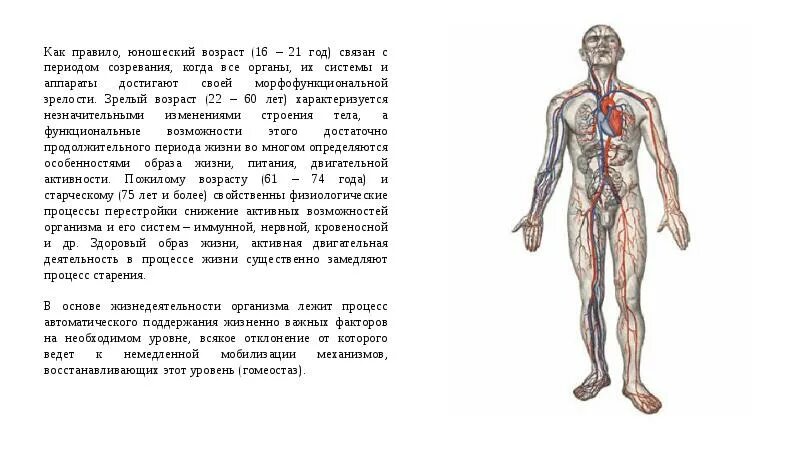 Организм человека биологическая система. Организм как Единая саморазвивающаяся и саморегулирующаяся система. Человек как биологическая система. Схема организм человека биологическая система.