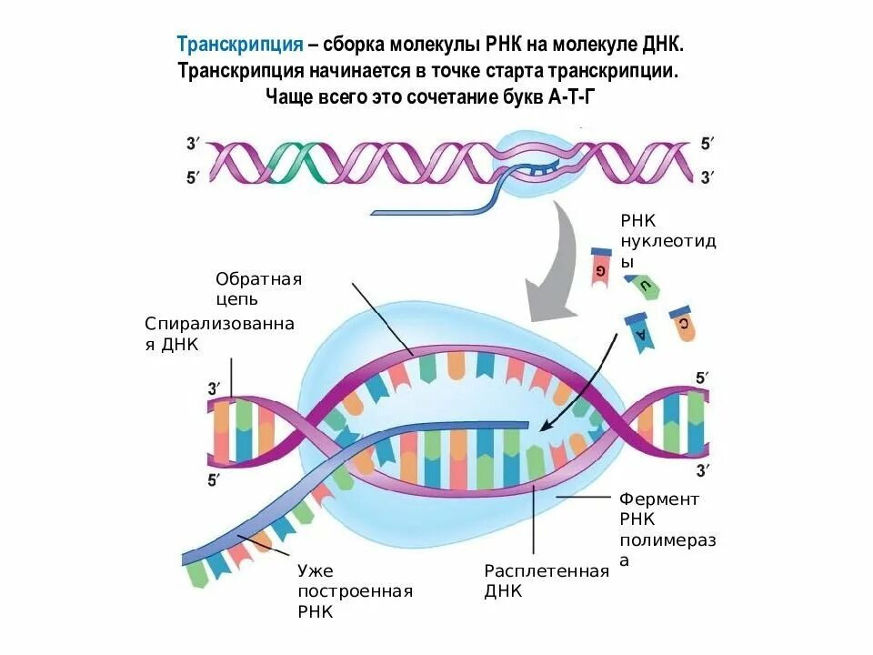 Описание процесса транскрипции. Транскрипция ДНК И РНК. Процесс транскрипции в биологии. Процесс транскрипции молекулы ДНК. Строение транскрипции ДНК.