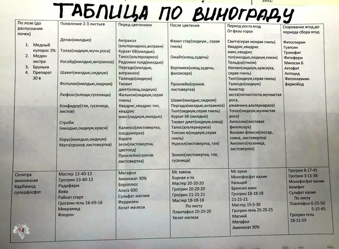 Чем обрабатывать виноград весной от вредителей. Схема обработки винограда весной. Схема обработки винограда от болезней и вредителей. Таблица обработки винограда. Схема обработки винограда от болезней.