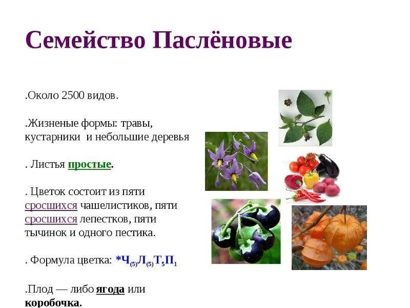 Растения семейства пасленовых ответ. Семейство двудольных семейство Пасленовые. Семейство двудольные Пасленовые характеристика. Биология 6 класс двудольные семейство пасленовых. Характеристика семейства Пасленовые 6 класс таблица.