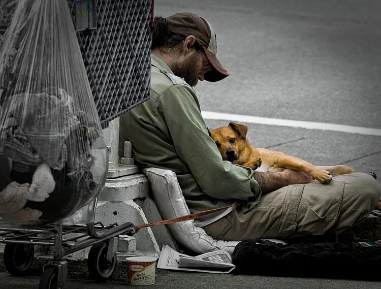 Homeless dog. Немецкая овчарка вольф. Дворовые собаки. Бездомный портрет. Бездомные животные.