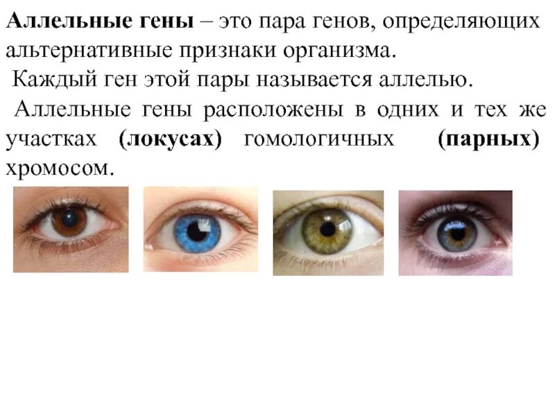 Пара генов определяющих
