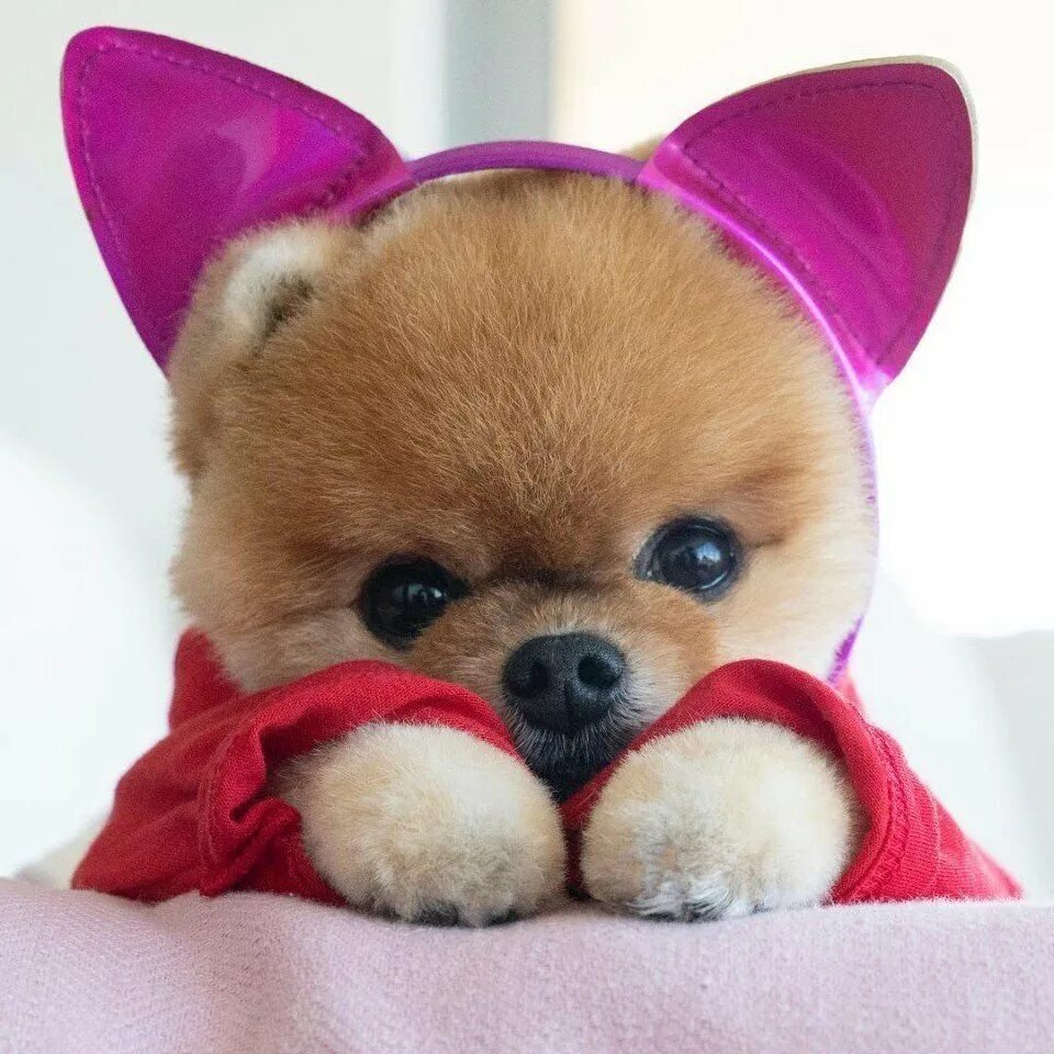 Девочка из мультика. Салливан из корпорации монстров фото. Померанский шпиц jiffpom. Померанский шпиц боо. Буу из мультика корпорация монстров.