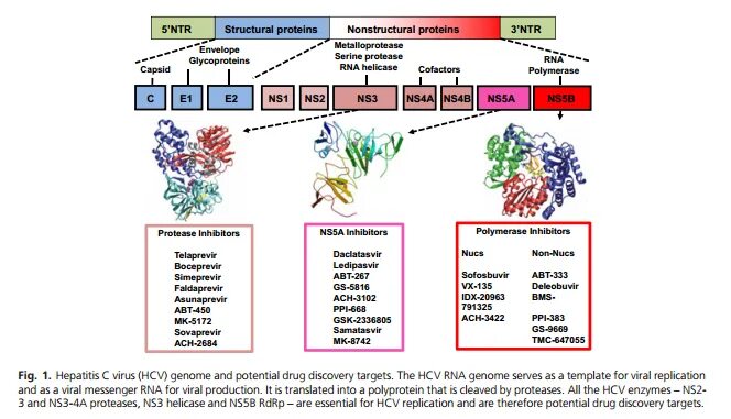 Hepatitis в protease inhibitors. HCV ns3 -3;. Протеазы ns3/4a. HCV Replication Cycle. Hcv ns