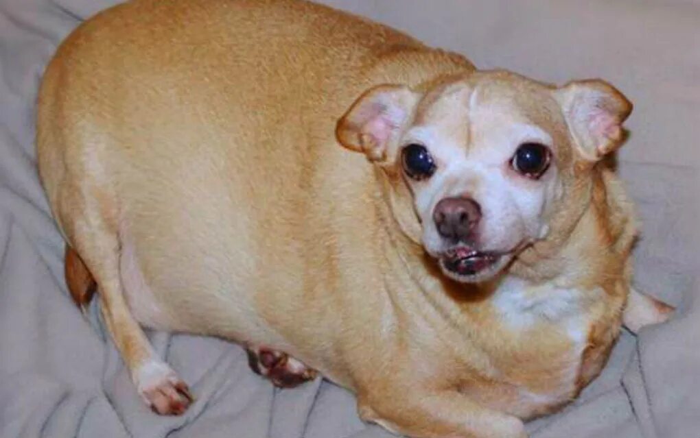 Толстая маленькая собака. Упитанный чихуахуа. Толстая чихуахуа. Собака чихуахуа толстая. Ожиревший чихуахуа.