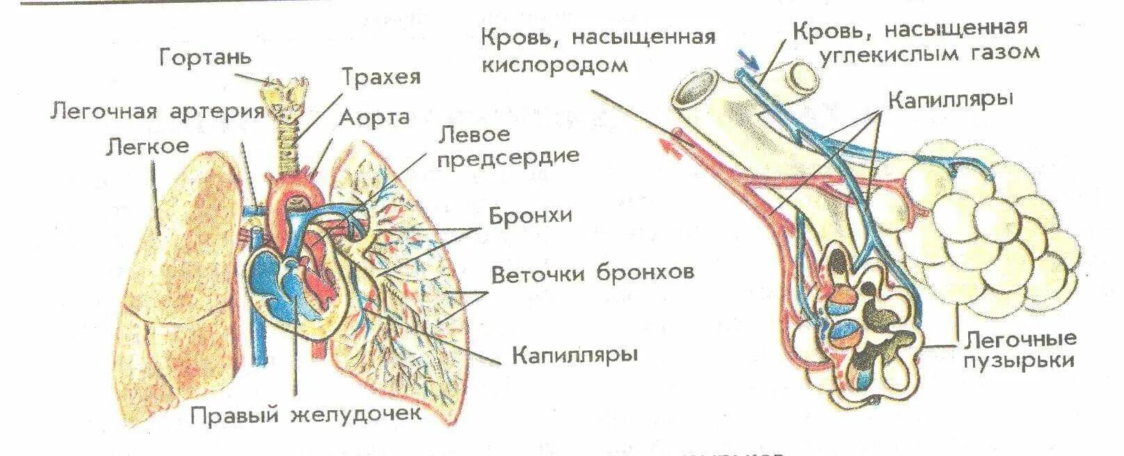 Легкие положение строение. Строение легкого человека. внутренняя структура легких. внутреннее строение лёгких. внутреннее строение легких анатомия.