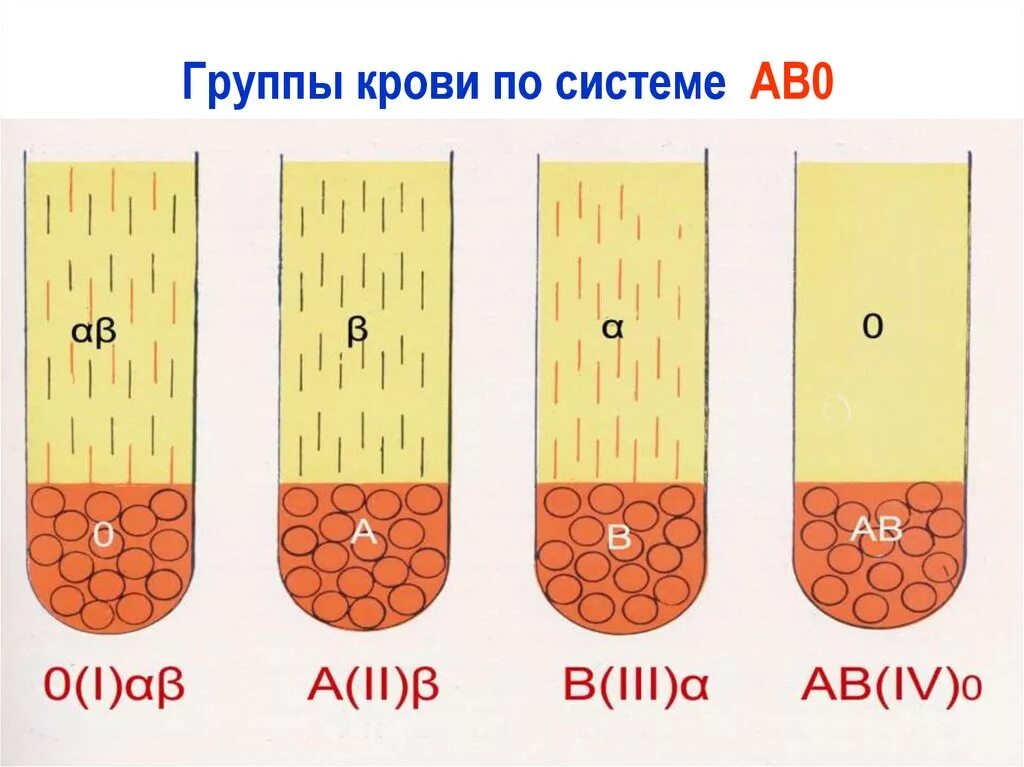 Система ав0 группы крови. Ab0 группа крови. Группы крови по системе аб0. Группы крови по системе ав0. Основные системы групп крови