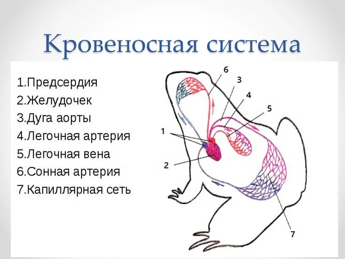 Класс рыбы круги кровообращения. Кровеносная система земноводных схема. Схема строения кровеносной системы земноводных. Схема кровеносной системы лягушки. Строение кровеносной системы амфибий схема.