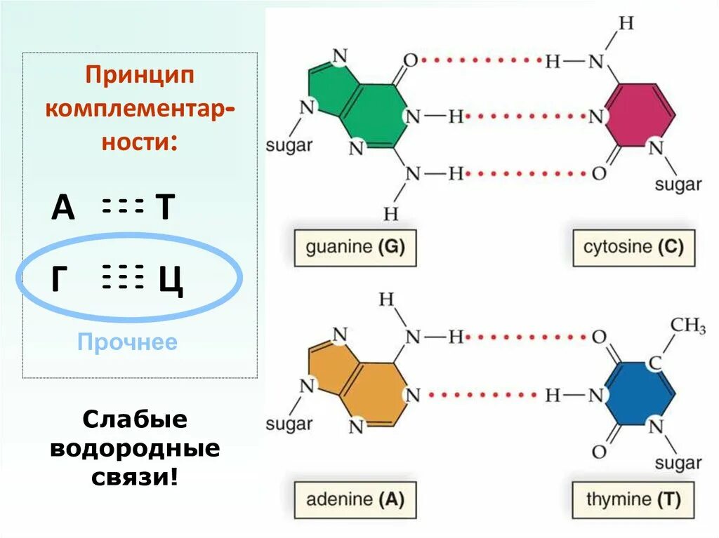 Водородные связи в молекуле днк соединяются. Строение днк водородные связи. водородная связь в белках и нуклеиновых кислотах. водородная связь в нуклеиновых кислотах. образование водородных связей нуклеиновых кислот.