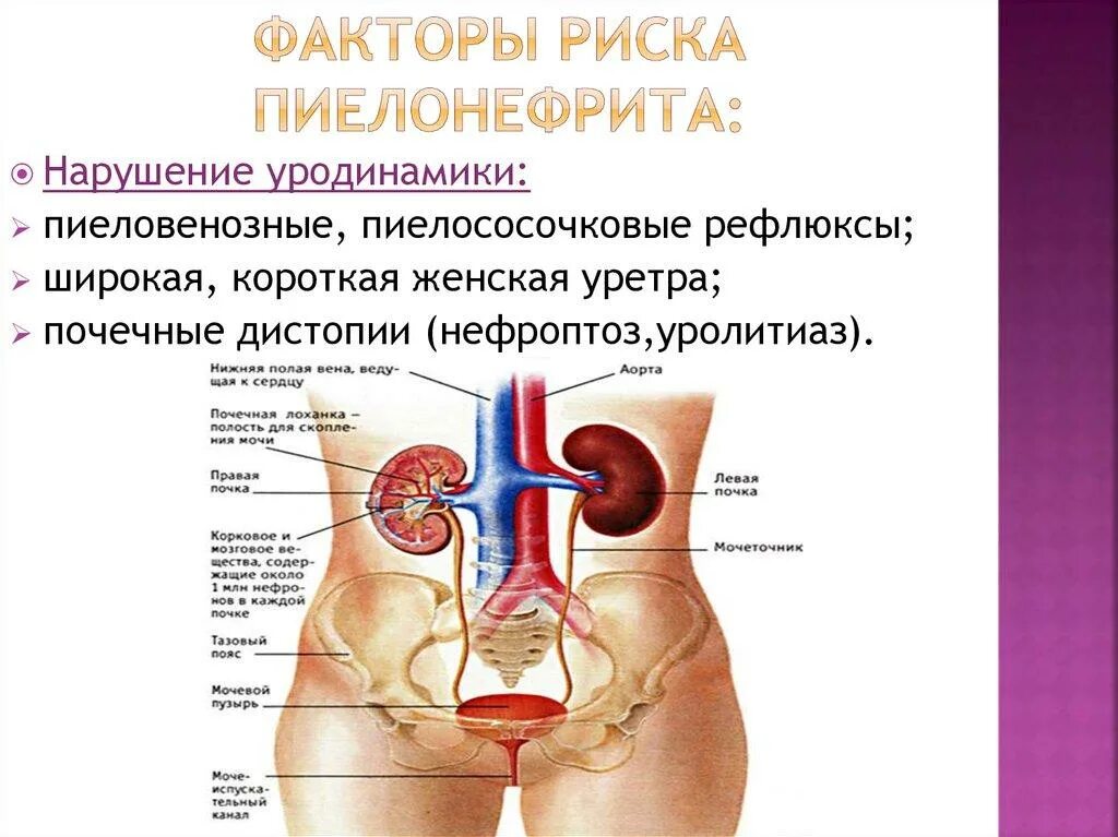 Факторы риска хронического пиелонефрита. Факторы риска возникновения пиелонефрита. Факторы риска развития пиелонефрита. Острый пиелонефрит факторы риска.