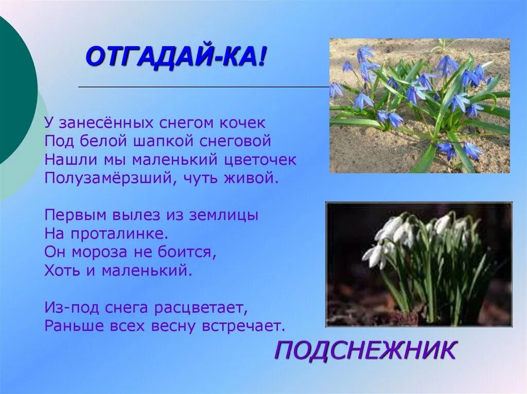 Загадки на тему весенние цветы. Загадки про весенние цветы. Загадки о цветах первоцветах. Загадки о весенних цветах. Загадка про подснежник 2 класс