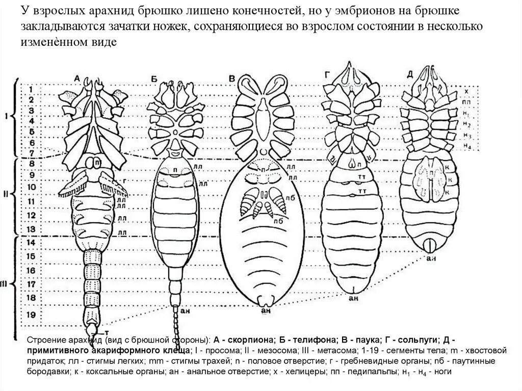 Сегментация тела паука. Сегментация сольпуг. Сегментация насекомых. Сегментация членистоногих. Сегментированное тело у каких