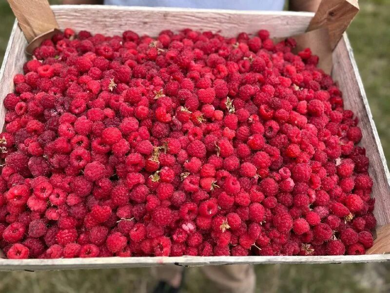 ведро с лесными ягодами. ведро для ягод. литр ягод. земляничные места в башкирии. ведро земляники.