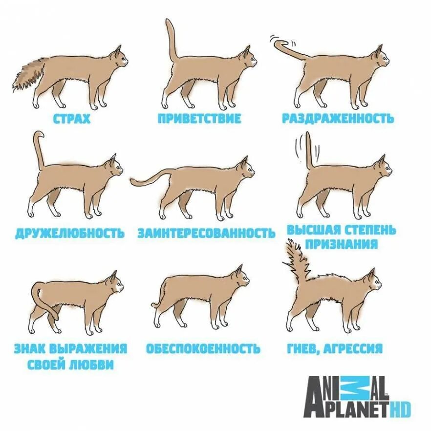Что значит положение хвоста у кошки. Как понять кошку по хвосту. Хвост кошки что означает положение. Позиции хвоста у кошек.