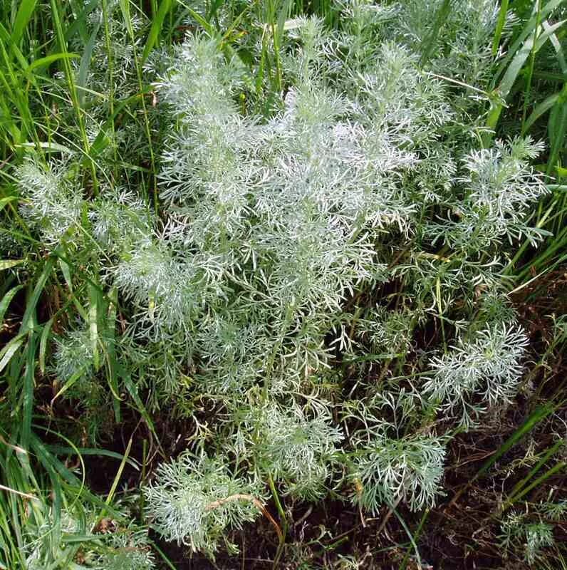 Полынь artemisia maritima. Полынь цитварная. Полынь сантолинолистная. Полынь садовая серебристая. Полынь австрийская (полынок).