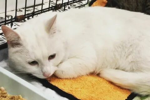Найденные коты в твери