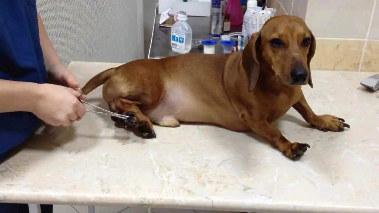 Промежностная грыжа у собак. Операция собаки по удалению грыжи. Межпозвоночная грыжа у собак. Промежностная грыжа у кобелей. Операция собаки по удалению грыжи.