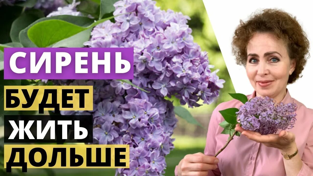 Как сохранить срезанную сирень. Свежесрезанная сирень. чтобы сирень дольше стояла. сирень как ухаживать чтобы цвела пышно. сирень чтобы долго стояла.