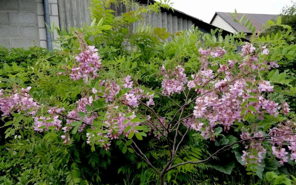 Робиния щетинистоволосистая. Робиния лжеакация. Robinia pink cascade - робиния пинк каскад. Робиния клейкая акация розовая. Робиния клейкая саженец.