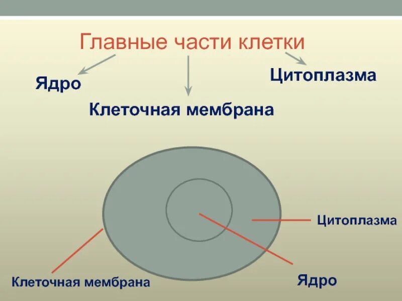 Цитоплазма содержит ядро