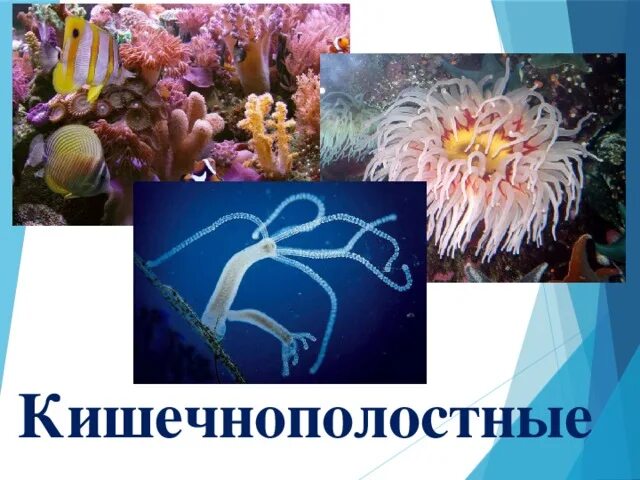 Какие представители кишечнополостных. Кишечнополостные черви представители. кишечнополостные низшие многоклеточные. появление кишечнополостных эра. кишечнополостные хищники.