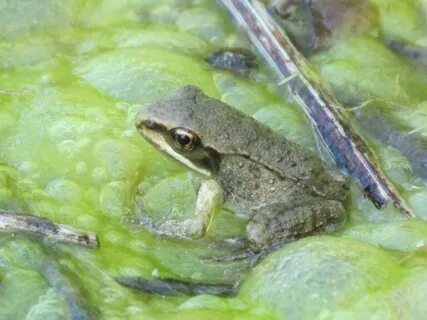Baby frogs