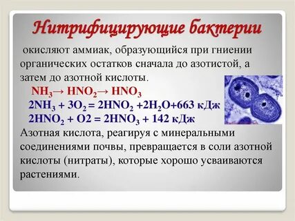 Хемосинтез реакции