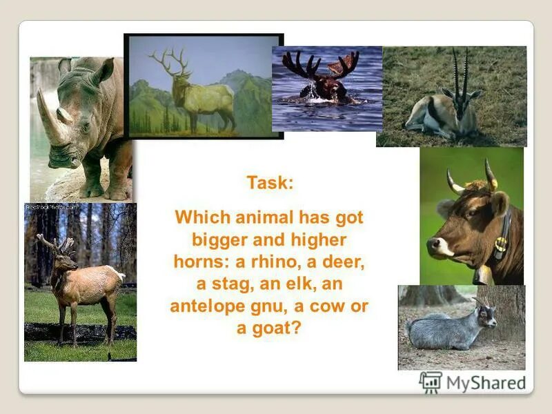 Animals have you got. Части тела животные long tail 3 класс английский язык. Which animal has got a. Which animal is bigger. Which animal is bigger 4 класс.