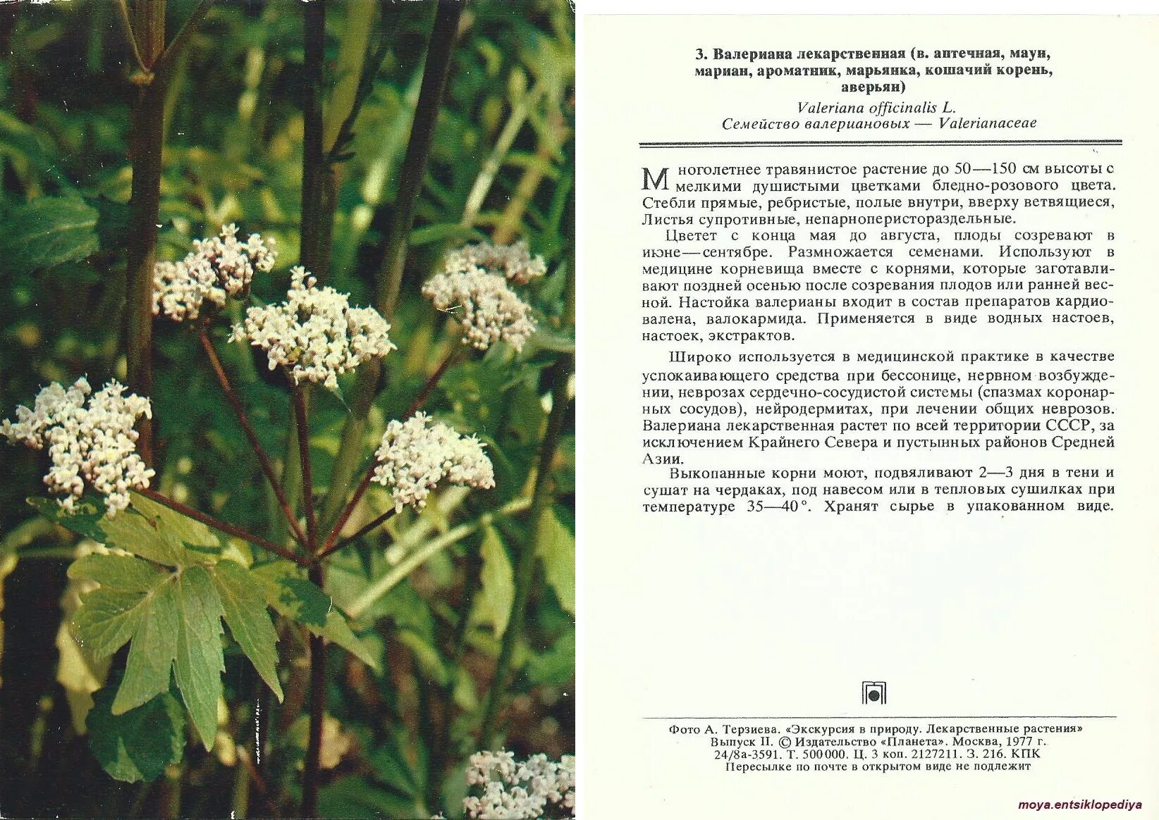 Песня в конце валериана. Валериана двудомная лекарственная. Валериана Аянская. Валерьянка лекарственное растение. Валерьяна растение описание.