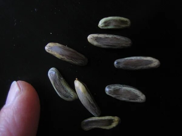 Семена акации. Бусы семена акации. Семена белой акации фото. Семена акации аморфной. Семена 2014 года
