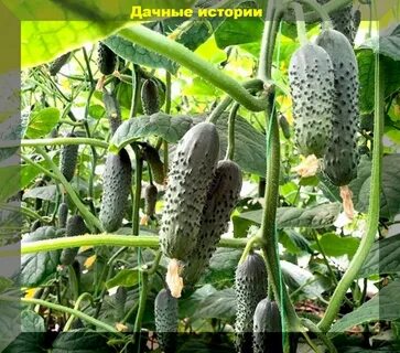 Опыляемые сорта огурцов