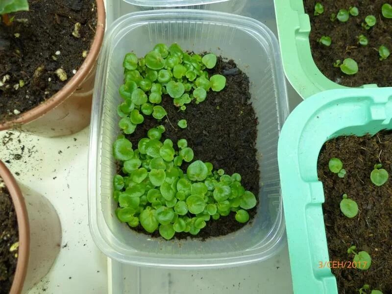 Бегония вечноцветущая всходы. Клубень бегонии из семян. Бегония клубневая всходы. Бегония клубневая ростки. Как вырастить клубневую бегонию из семян.