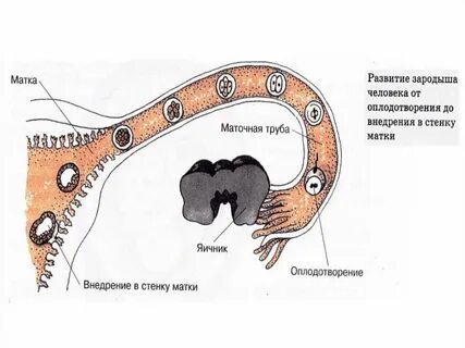 Маточные трубы анатомия