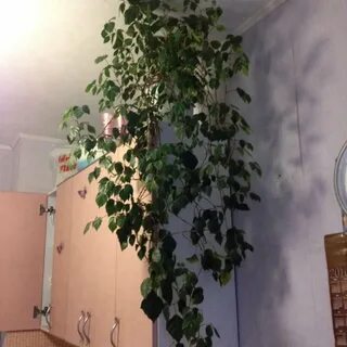 Домашняя береза