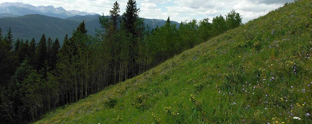 Slope. Rungran - steep slope. Grassy steep Ravine. Steep slope