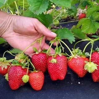 Клубника сорт ароза отзывы