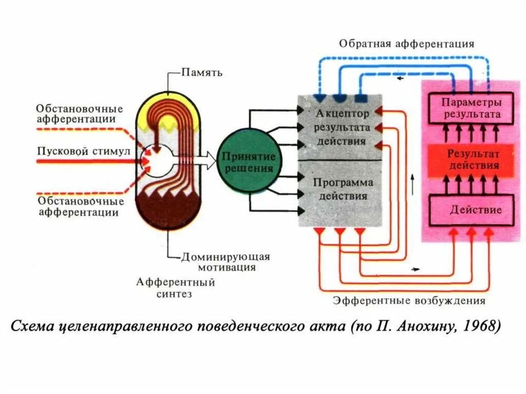 Афферентация это. Акцептор результата действия. Обратная афферентация схема. Понятие акцептора действия по Анохину. Обратная афферентация физиология.