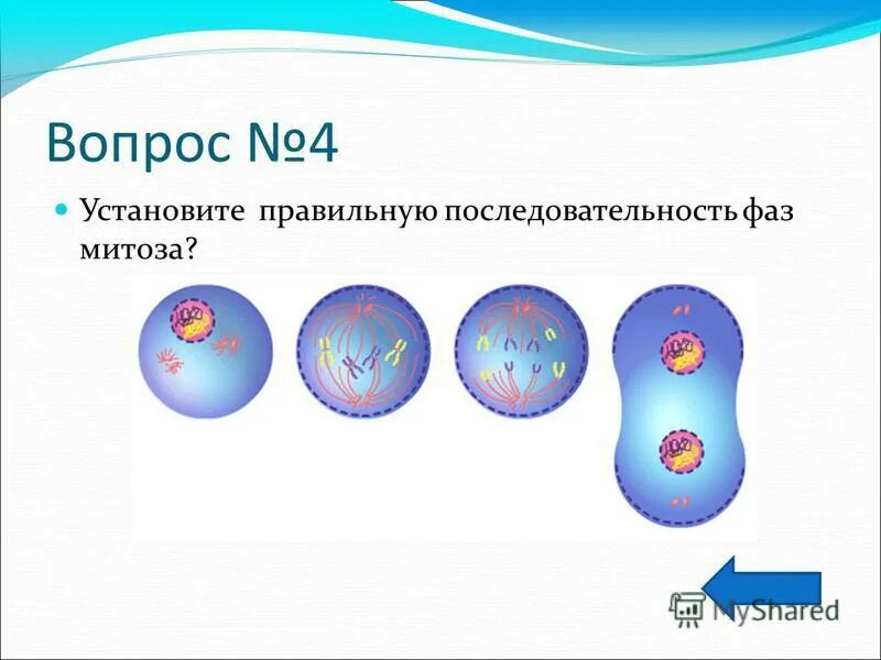 Сравнение процессоров митоза и мейоза. Конъюгация митоза и мейоза. Мейоз 2 профаза 2. Отличия митоза и мейоза по фазам. Происходит ли конъюгация в митозе.