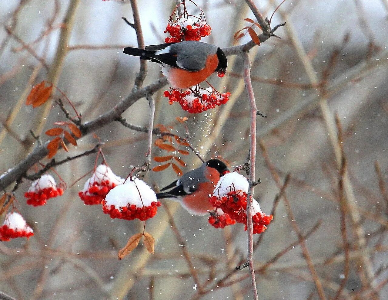 Природа снег птица. Зимняя рябина. Картинки зима Снегири. Снегири фото зимой. Снегири на рябине.