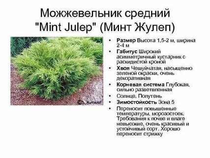 Описание средней