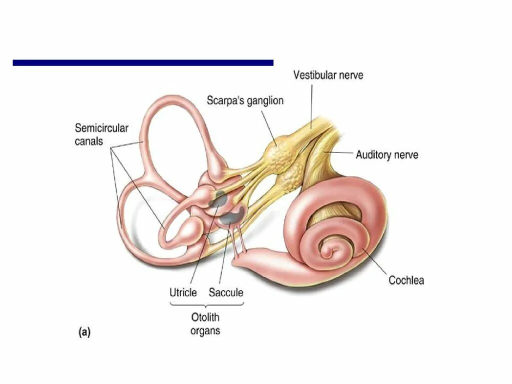 Часть вестибулярного аппарата в ухе. Вестибулярный анализатор анатомия и физиология презентация. Анатомия и физиология вестибулярного анализатора. Вестибулярный анализатор строение физиология. Вестибулярный аппарат анализатор.