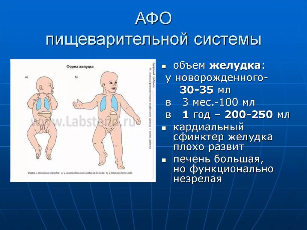 Анатомо физиологические особенности системы пищеварения. Пищеварительная система у новорожденных. Пищеварительная система у новоро. Анатомические особенности пищеварительной системы.