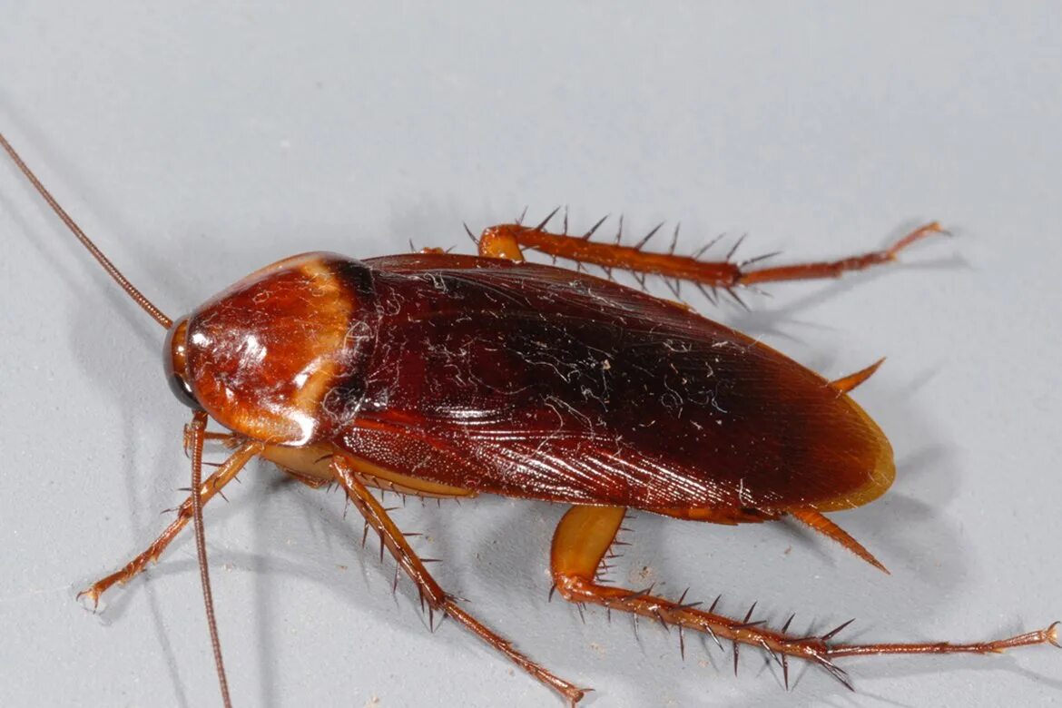 Коричневый таракан. Жук прусак рыжий. Таракан это насекомое или нет. Таракановые насекомые. Таракан это насекомое или нет.
