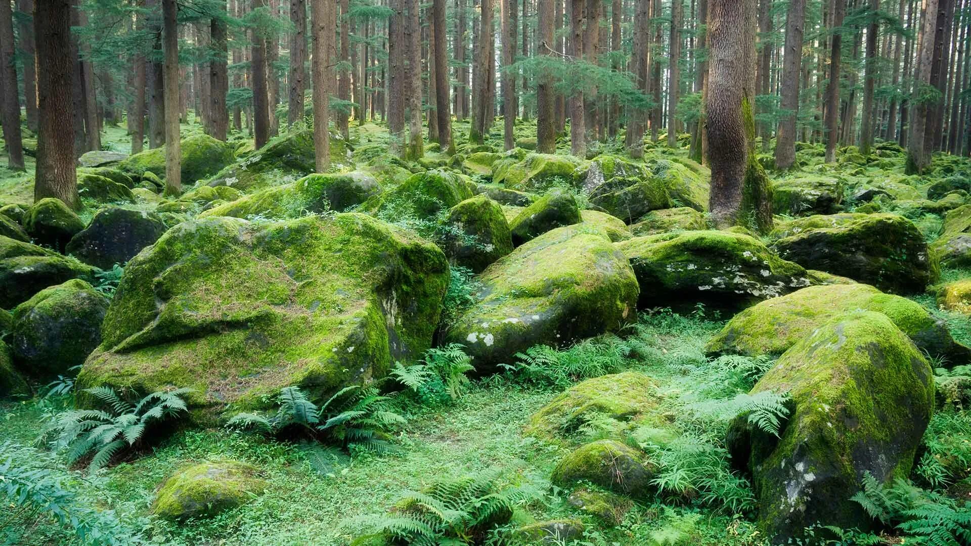 мшистый лес форкс. камень мох мезмай лес. земли лесного фонда. мох в лесу. место покрытое лесом.