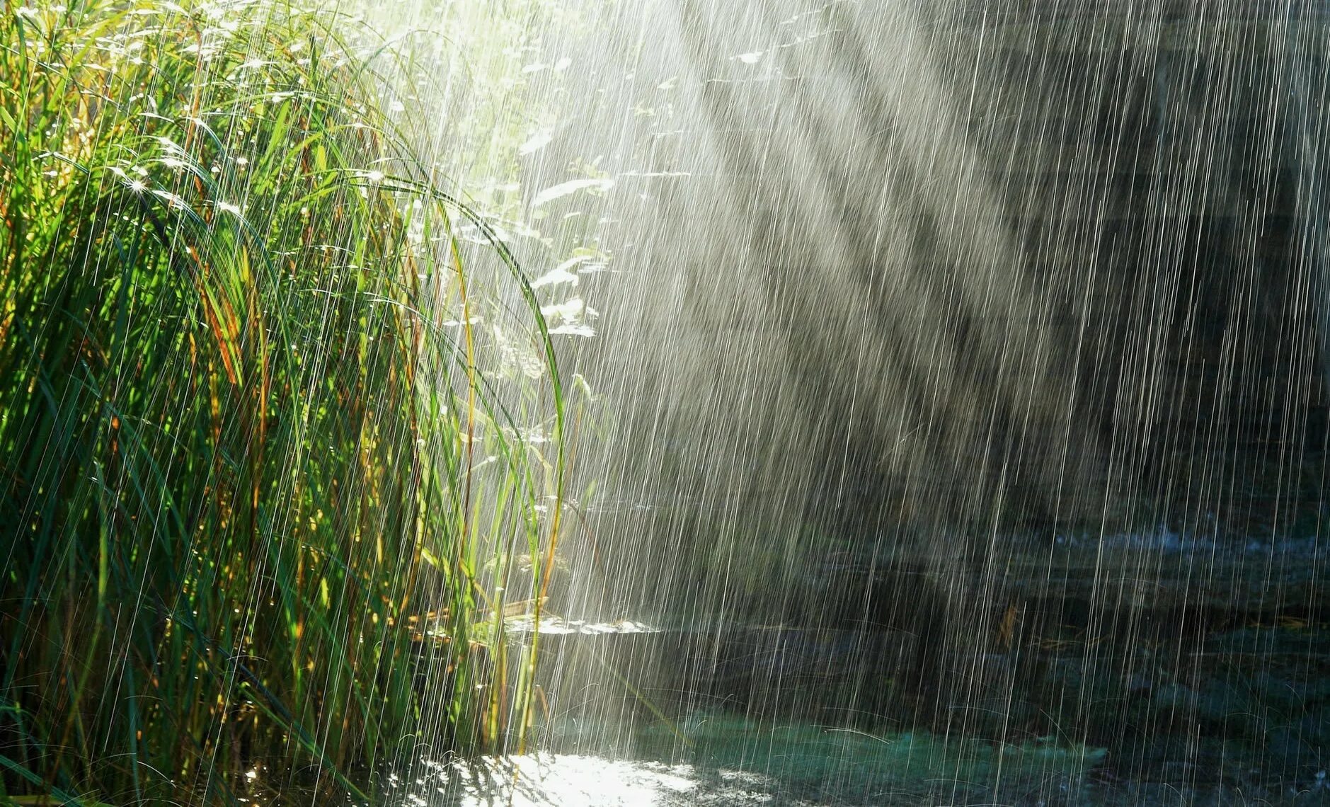 При попадании солнечного света на капли дождя. Дождь. Ливень. Проливной дождь. Лето дождь.